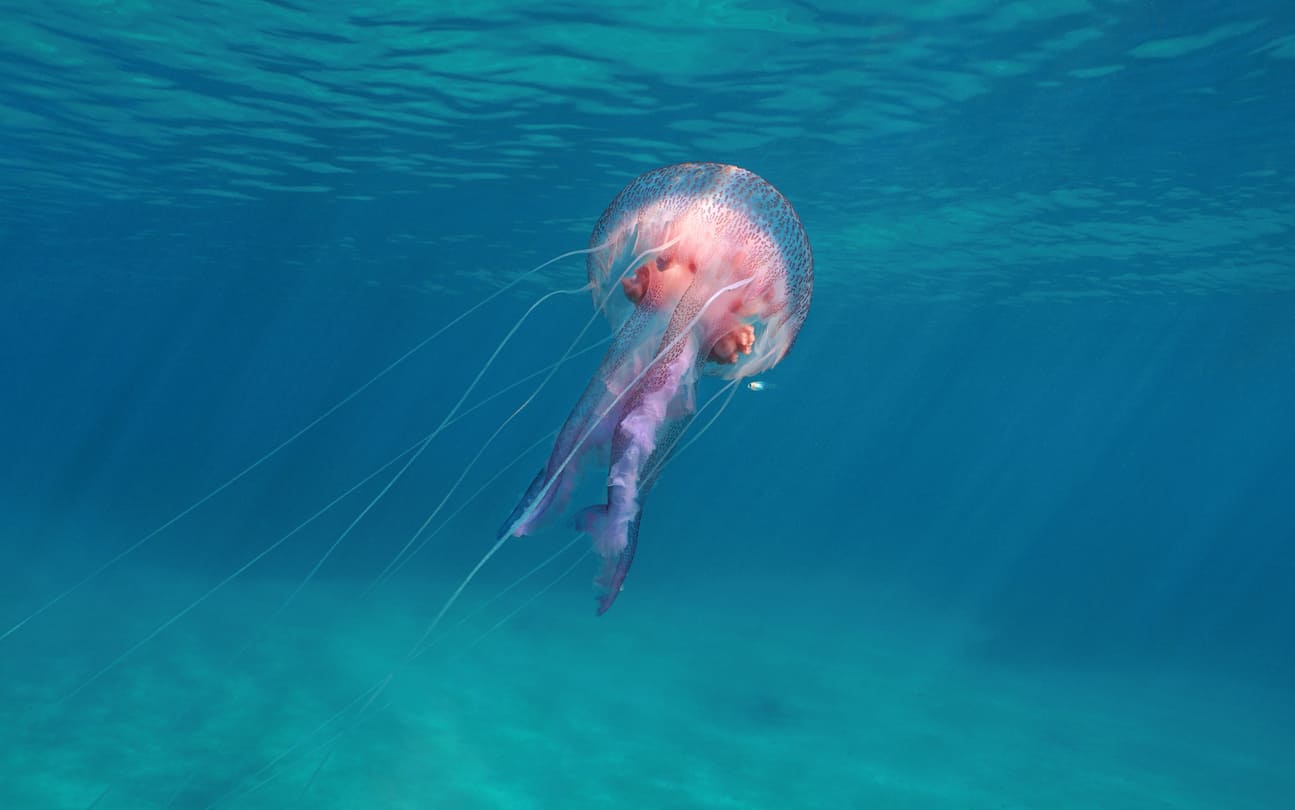 Cute jellyfish