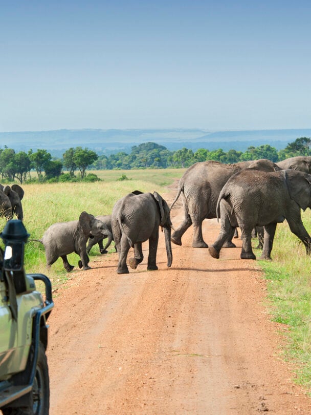 observing zebras kenya