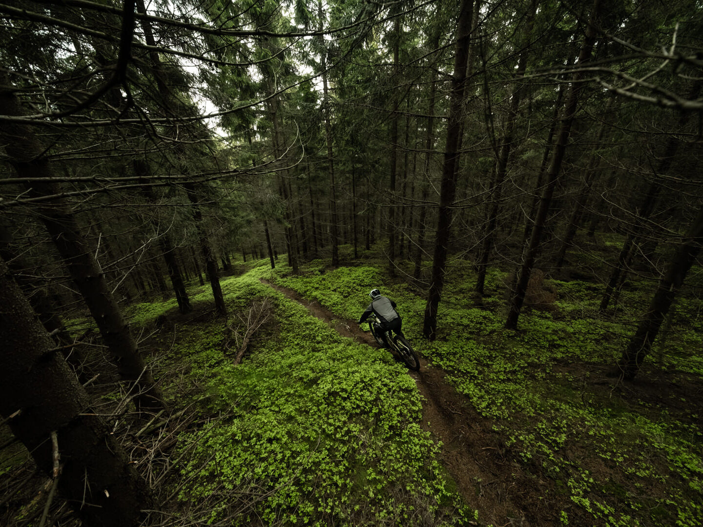 forest singletrack czech
