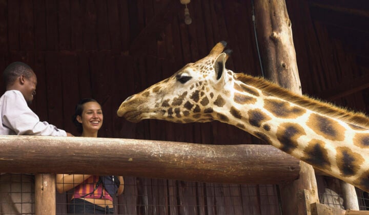 giraffe feeding