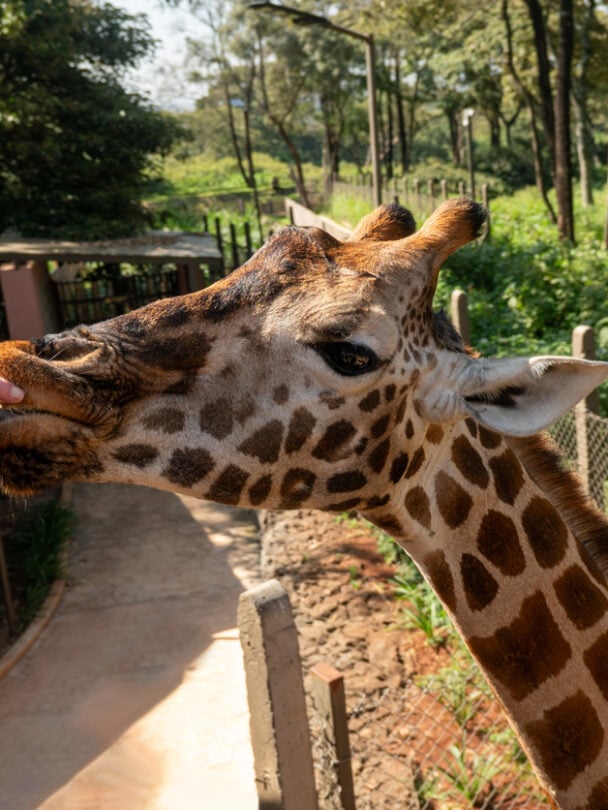 observing zebras kenya