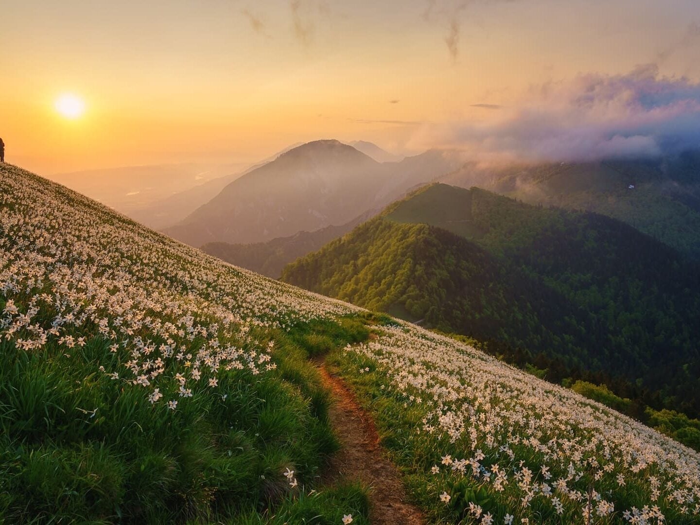 Golica flowers in Slovenia
