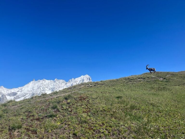 Ibex on mountain in Mont Blanc