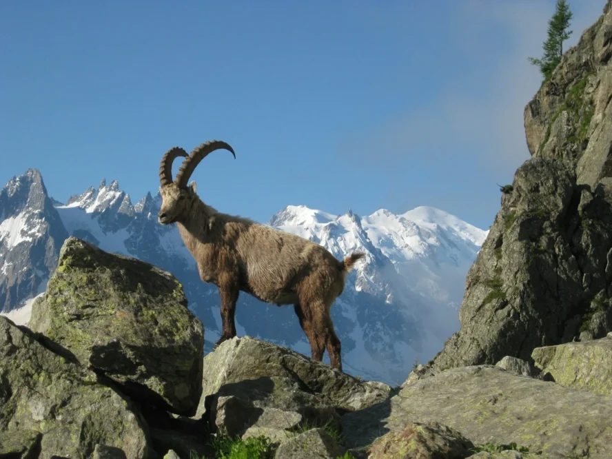 Ibex on ledge