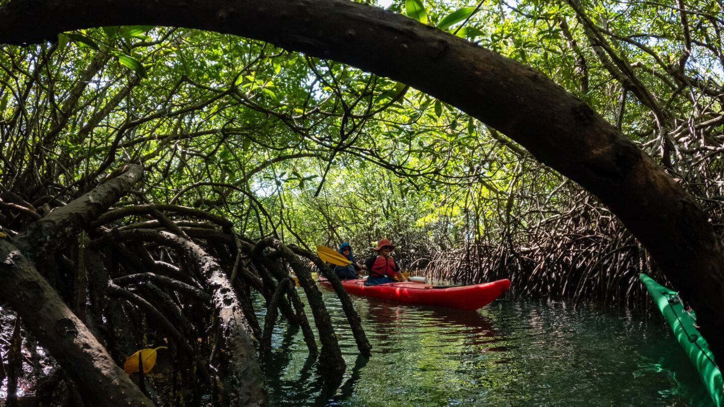 Kayaking among mangroves