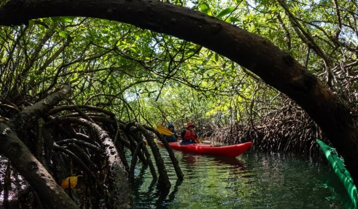 Kayaking among mangroves