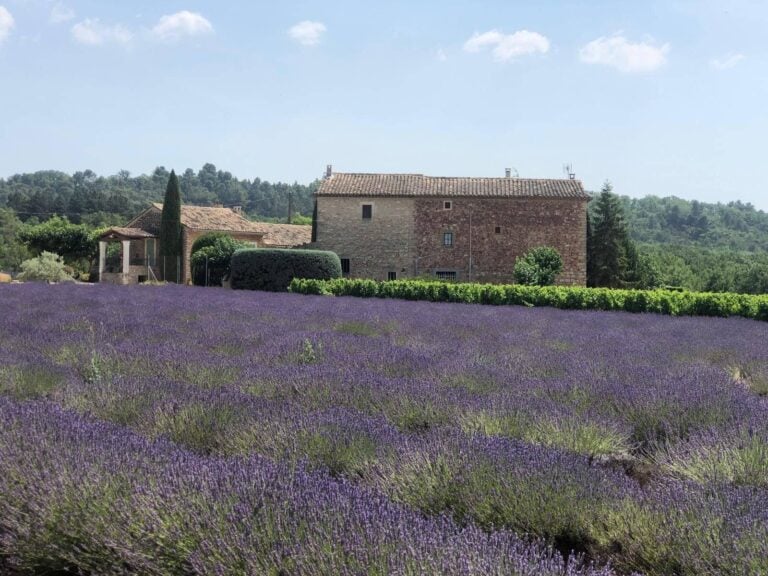 Lavender field in Provence