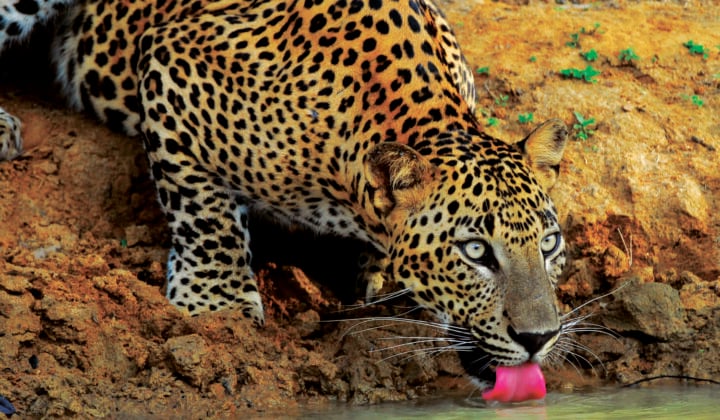 Leopard in Sri Lanka