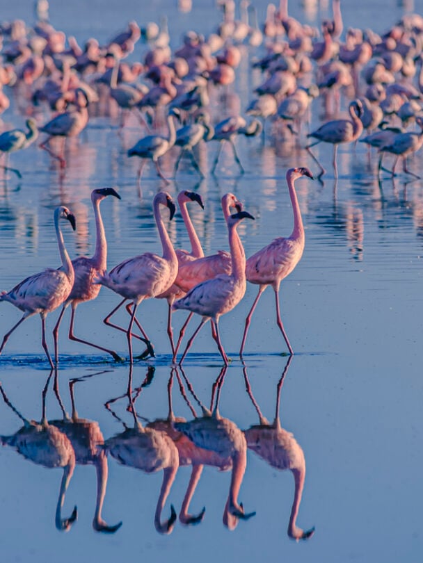 observing zebras kenya