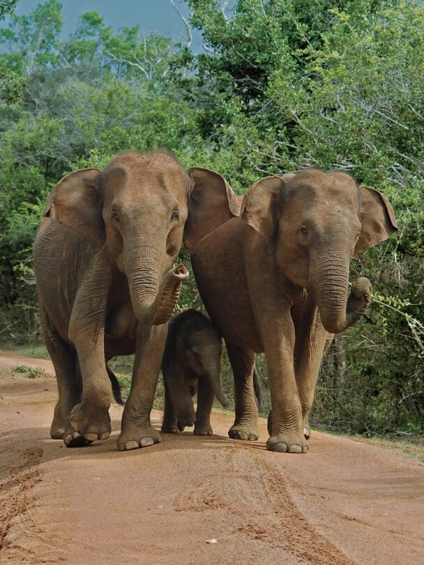 Sri Lanka cycling tour