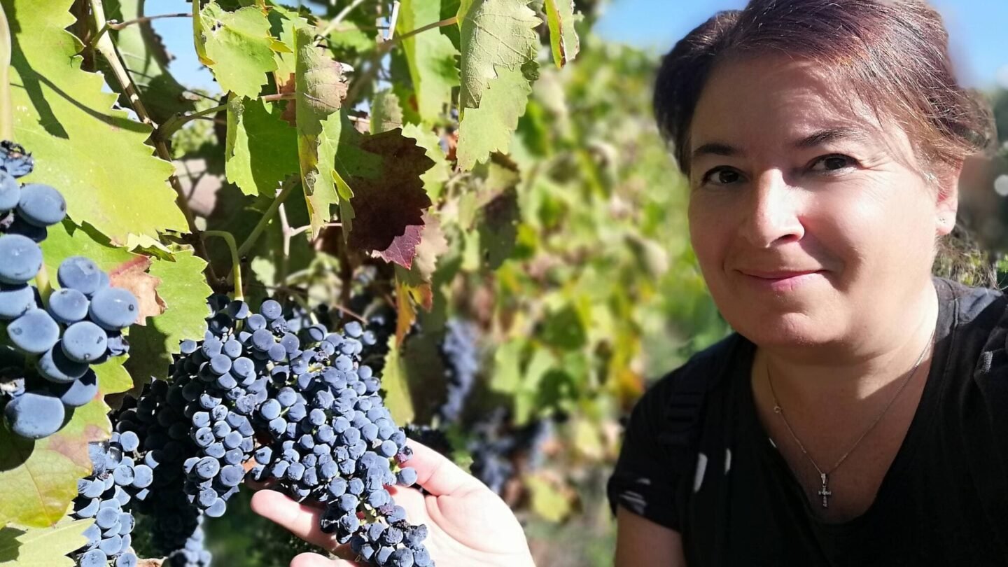 Primitivo grapes italy