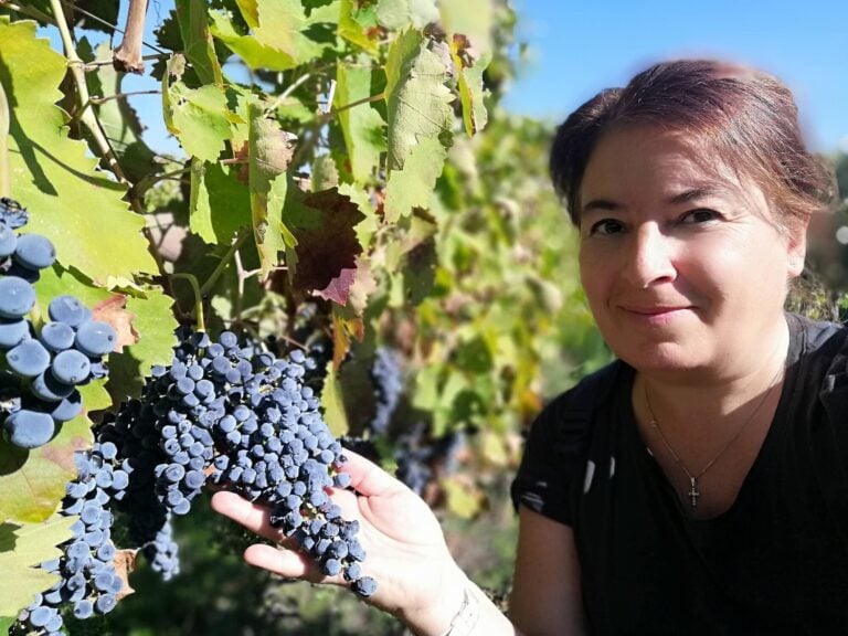 Primitivo grapes italy