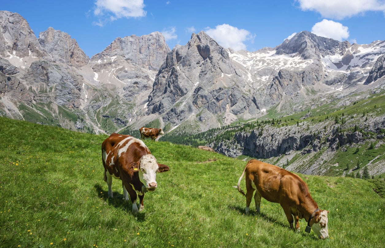 Rosengarten trail in the Dolomites