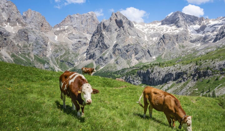 Rosengarten trail in the Dolomites