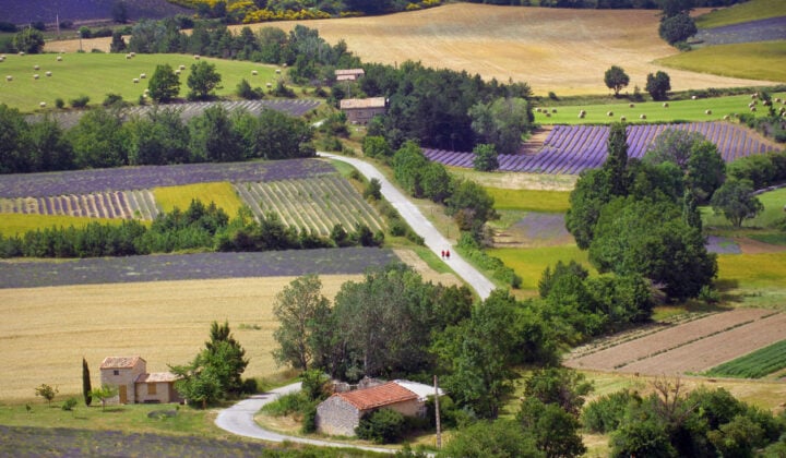 Sault lavender fields