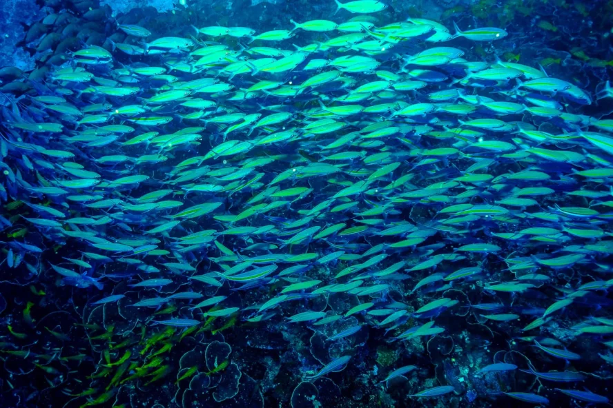 School of fish in Raja Ampat