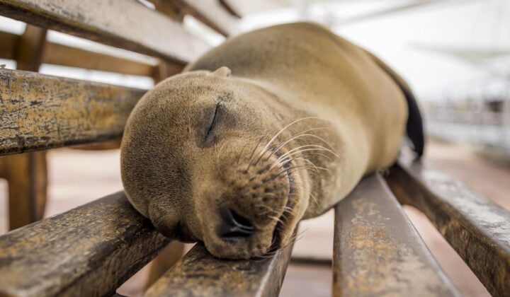 Sea lion sleeping