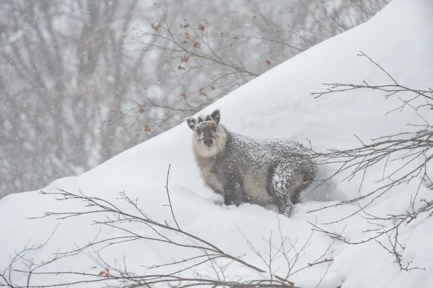 Serow in the snow