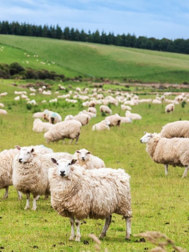 New Zealand cycling holiday