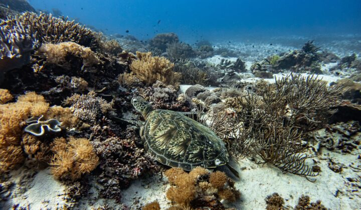 Snorkeling turtle