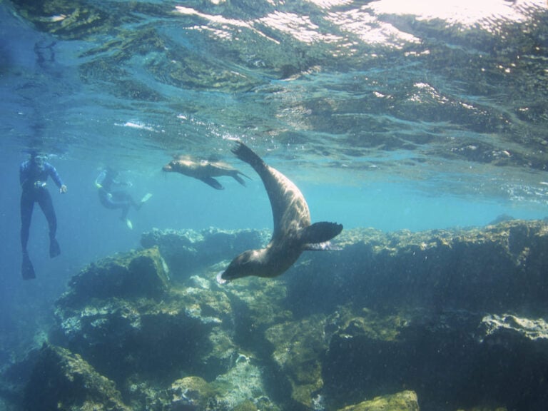Snorkeling in Galapagos