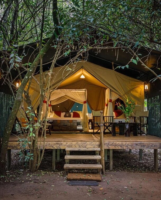 observing zebras kenya