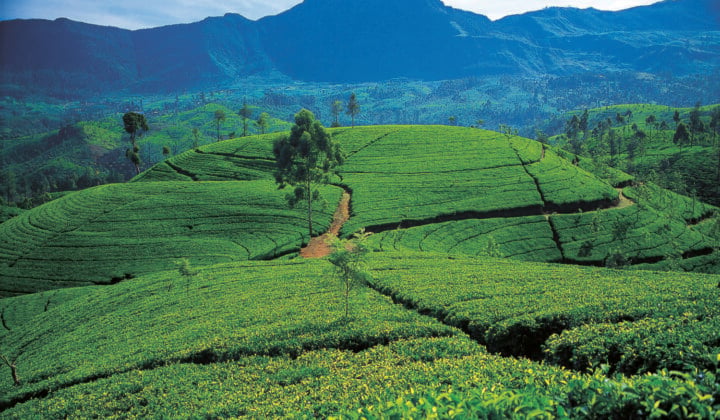 Tea estates in Sri Lanka