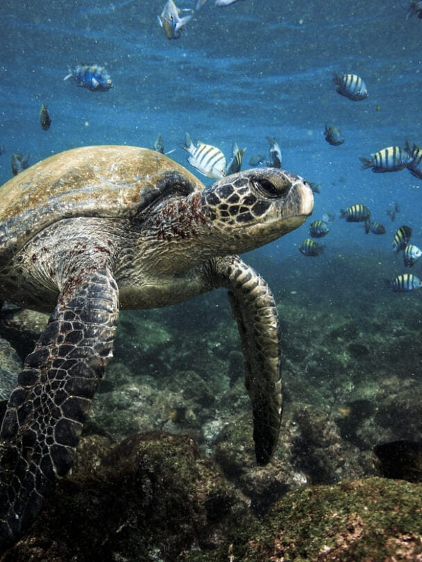 Galapagos island hopping