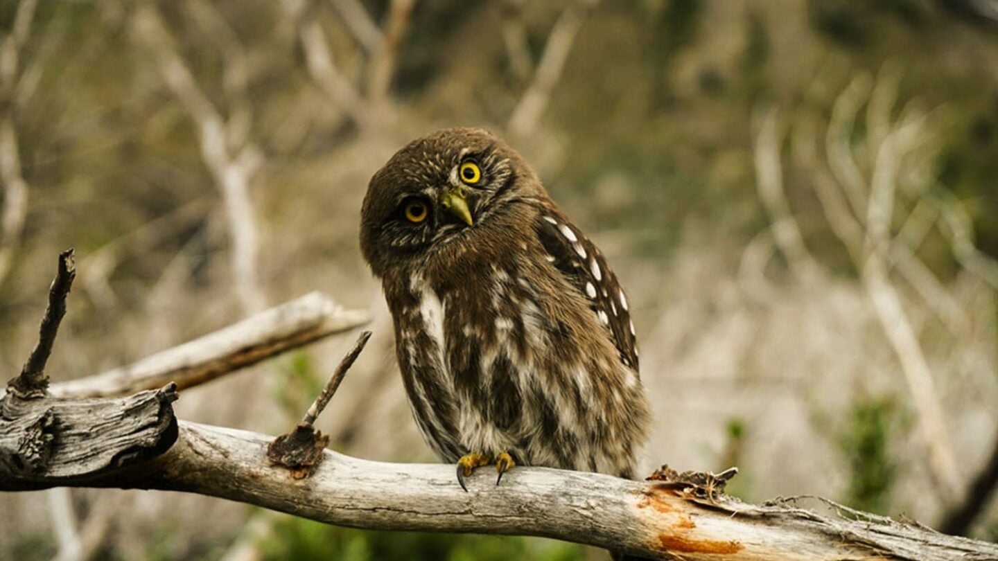 Weird owl in Patagonia