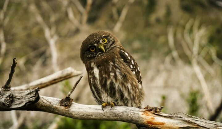 Weird owl in Patagonia