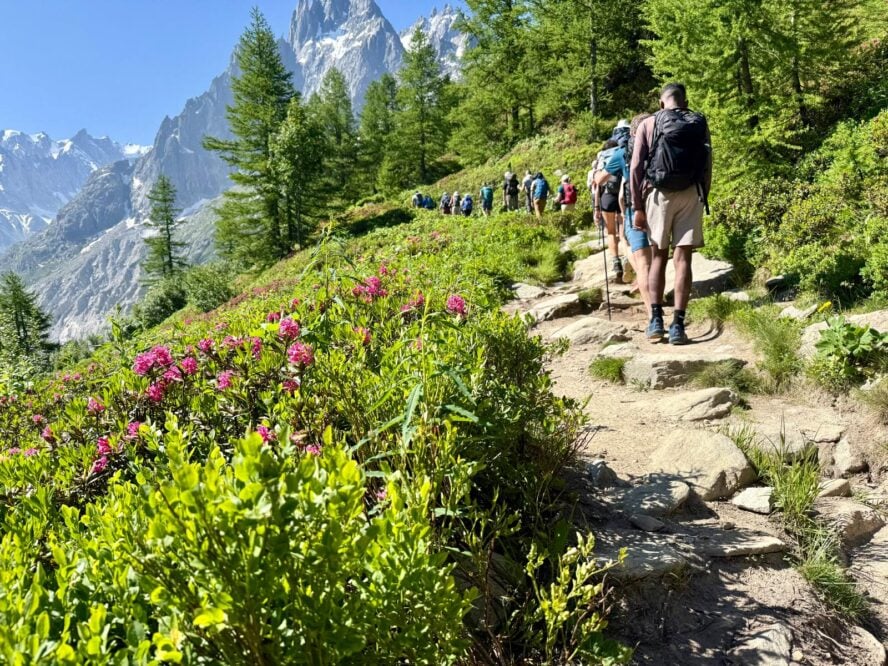 Wildflowers in the Alps while hiking tour du Mont Blanc