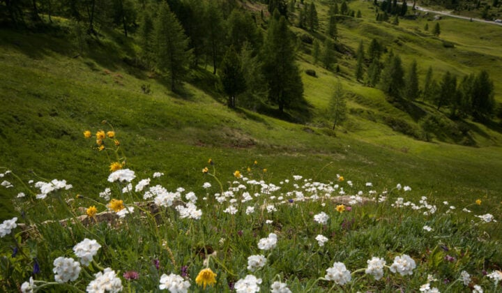 Wildflowers in the Dolomites