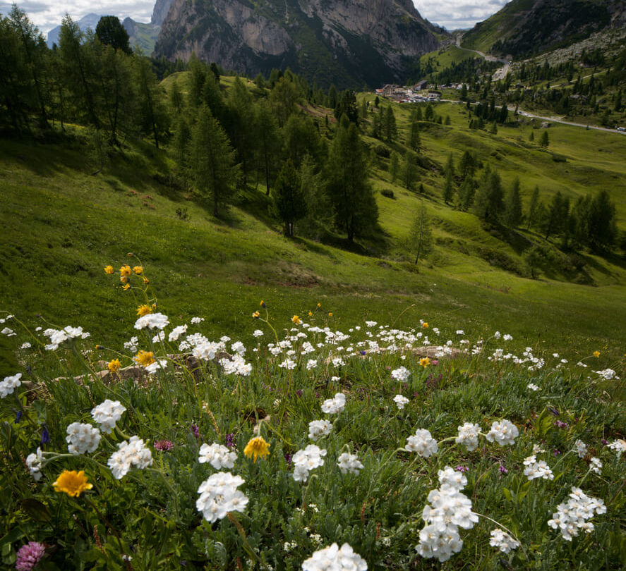 Wildflowers in the Dolomites