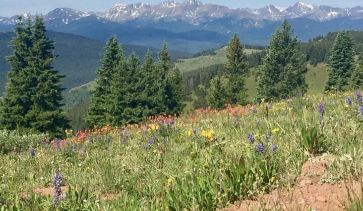 Wildflowers in Colorado
