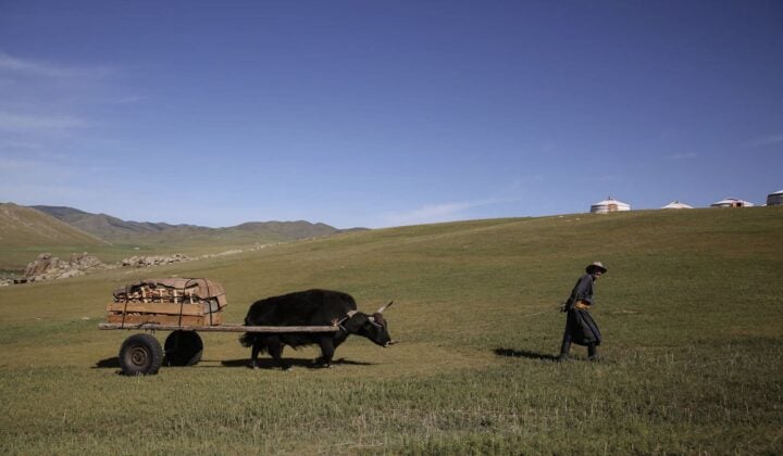 Yak in Mongolia