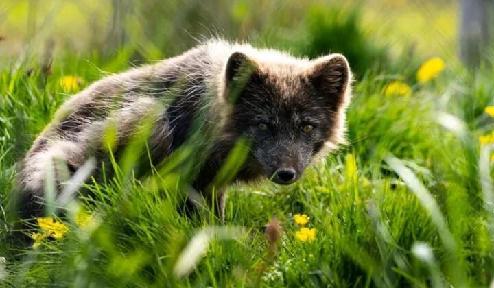 westfjords arctic fox center