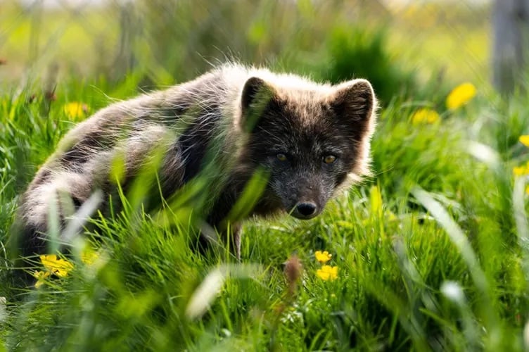 westfjords arctic fox center