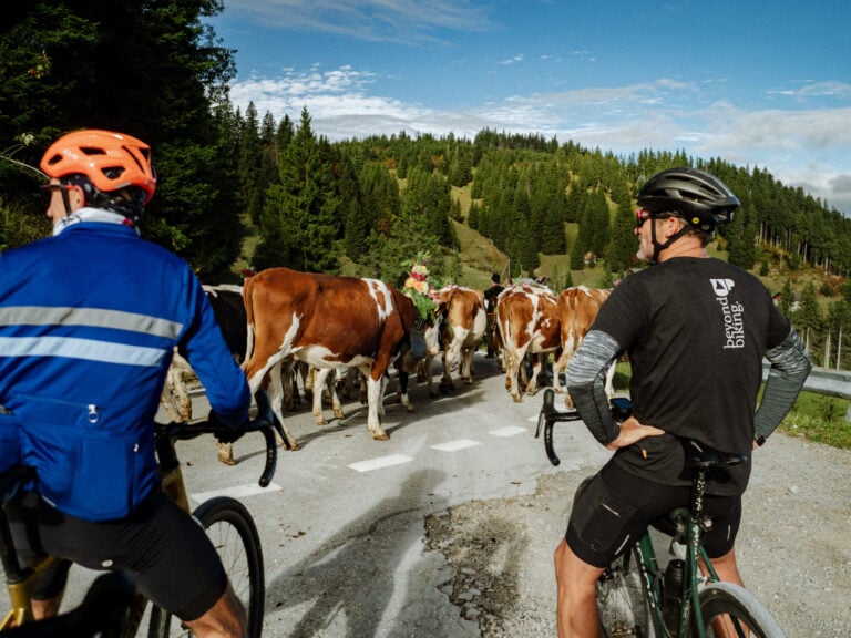 cows blocking road switzerland