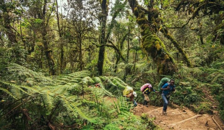 hike pristine forest kili