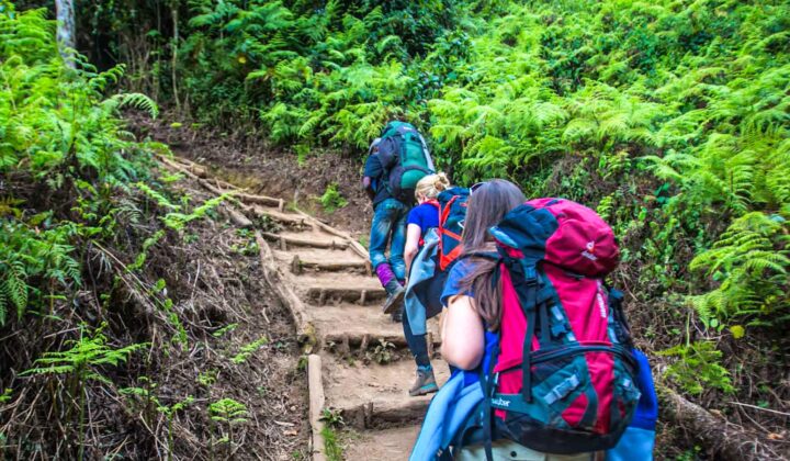 hiking through rainforest kili