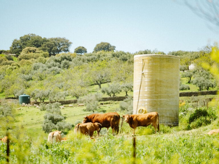 cows usnny day andalusia
