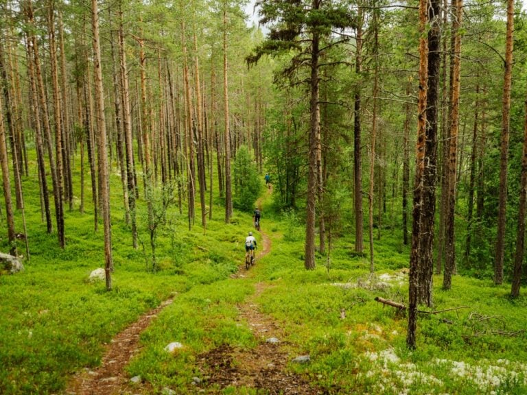 forest trail norway