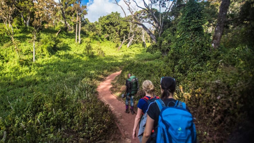 Guide and hikers on a path in the woods