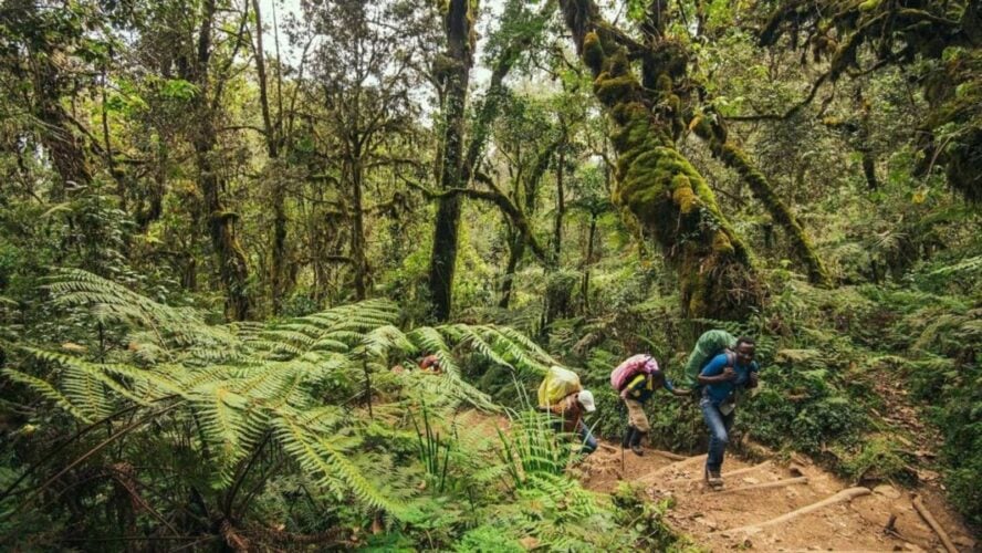 Porters hike in forest