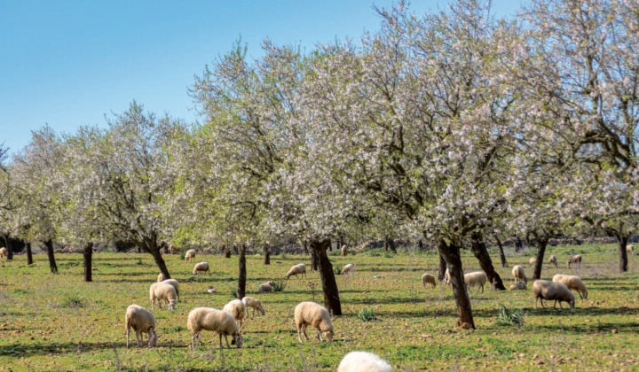 mallorca sheep
