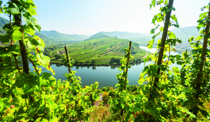 moselle river vineyard