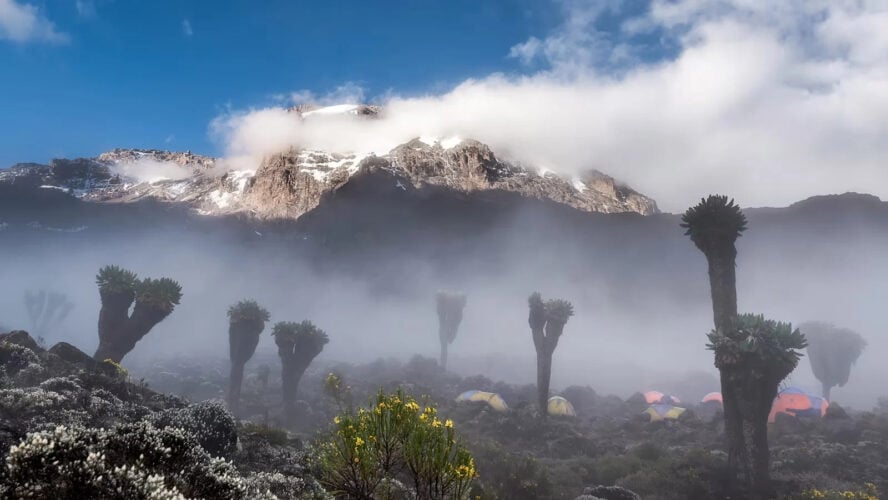 Shira plateau amazing plants