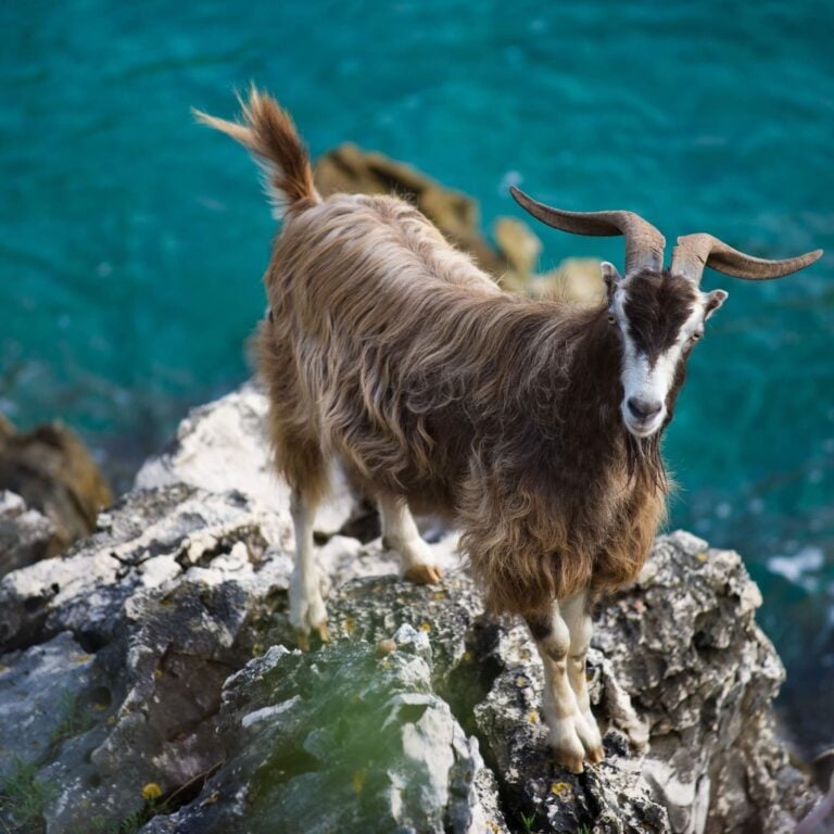 cute goat chilling sea
