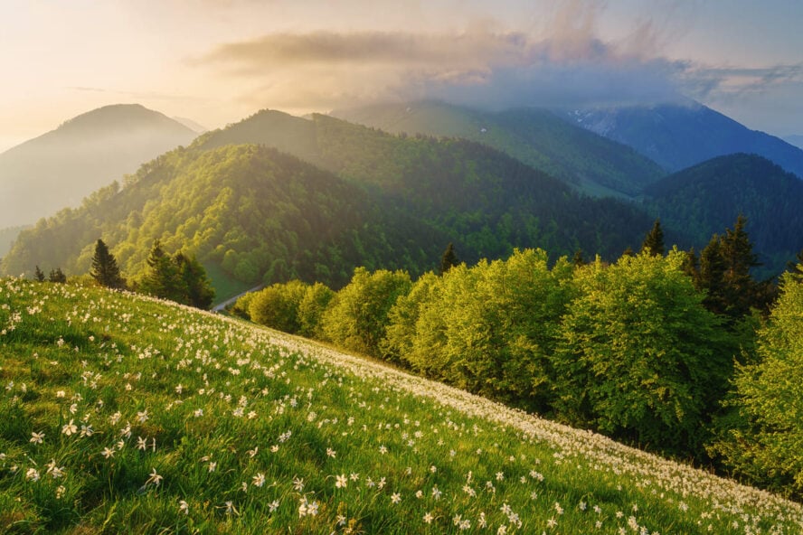 Daffodils in Slovenia