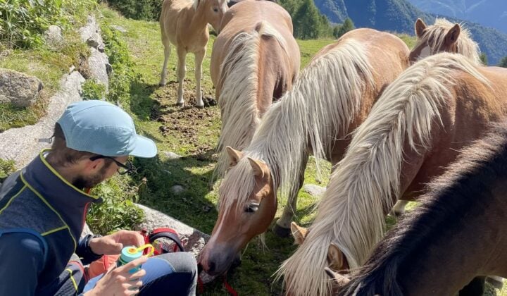 feeding horses aosta